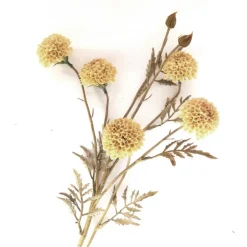 Chrysanthemenzweig Creme