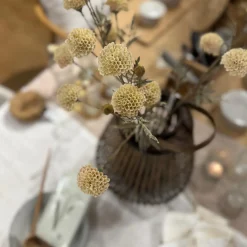 Chrysanthemenzweig Creme