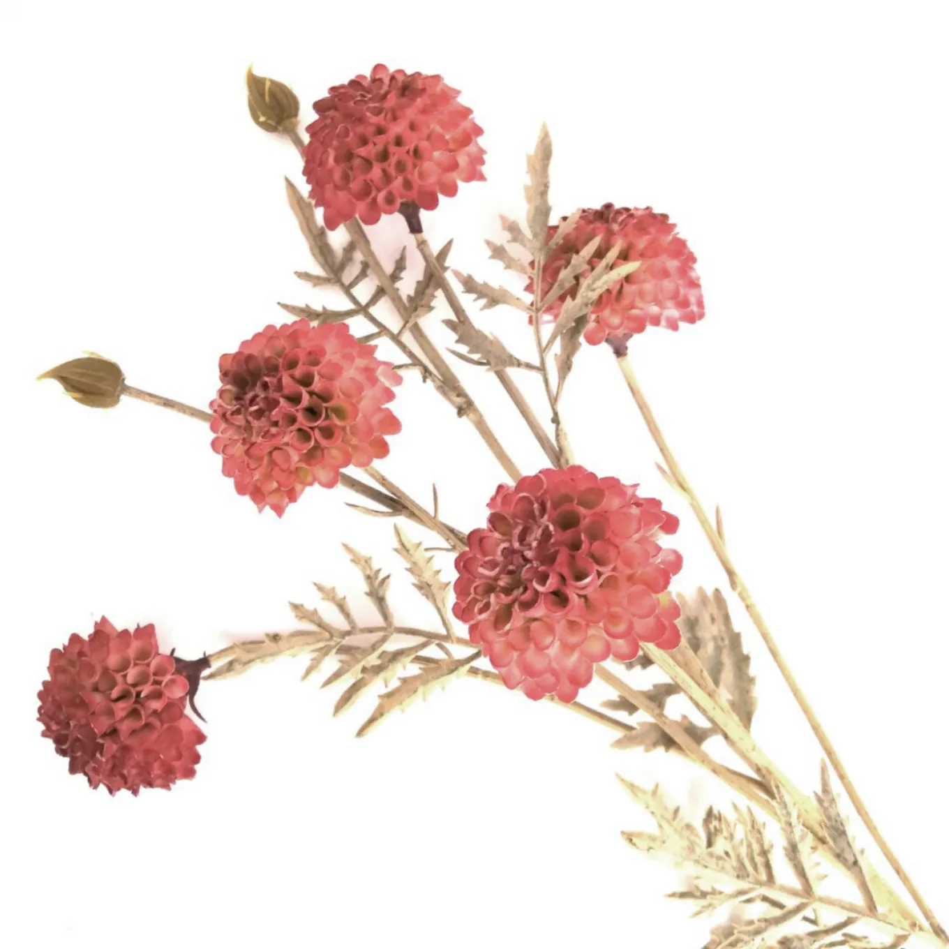 Chrysanthemenzweig Dunkelpink