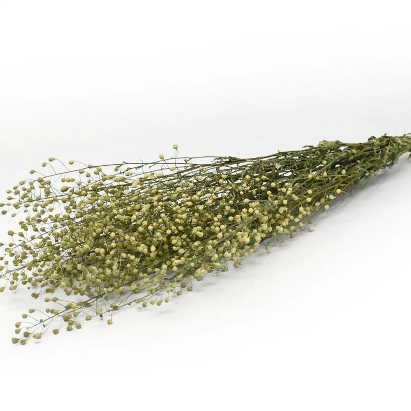 Lepidium Atraxa Bund