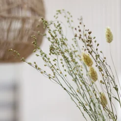 Lepidium Atraxa Bund