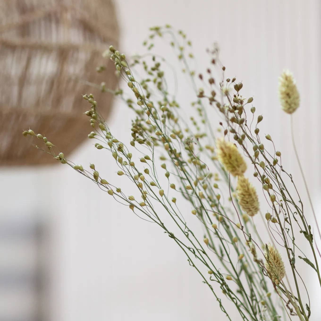 Lepidium Atraxa Bund