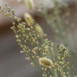 Lepidium Atraxa Bund