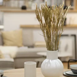 Phleum Pratensis Bund