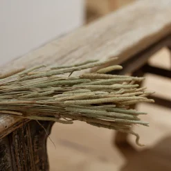 Phleum Pratensis Bund